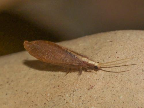 Isoscelipteron glaserellum